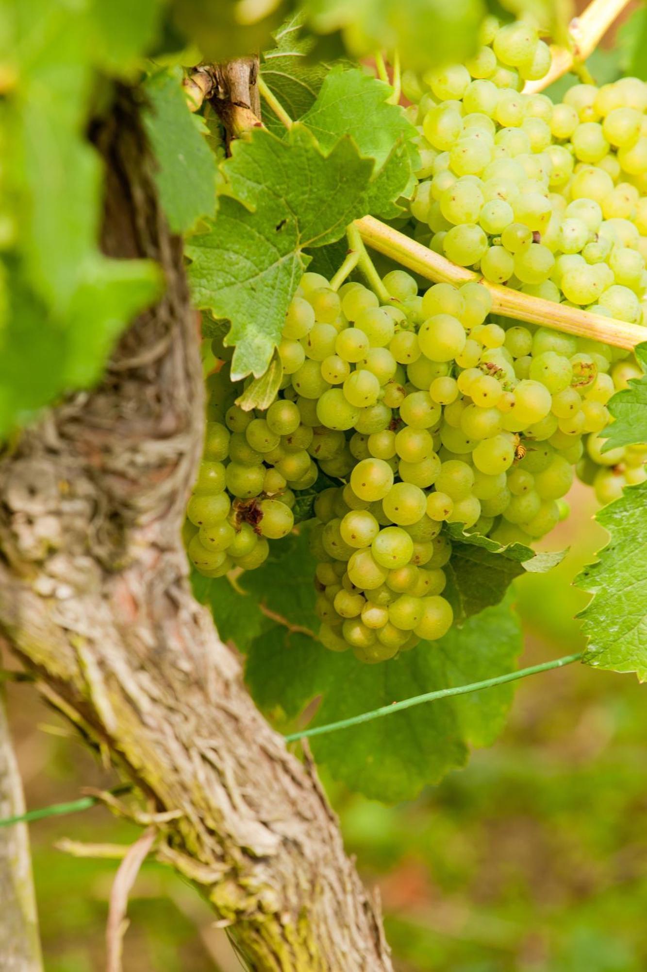Wein- Und Sektgut Markus Hensler Briedel Luaran gambar